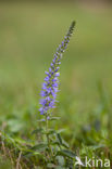 Spiked Speedwell (Veronica spicata)