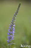 Spiked Speedwell (Veronica spicata)