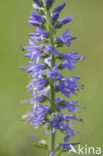 Spiked Speedwell (Veronica spicata)