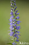 Spiked Speedwell (Veronica spicata)