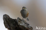 Alpenheggemus (Prunella collaris)