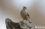 Alpenheggemus (Prunella collaris)