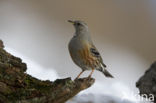 Alpenheggemus (Prunella collaris)