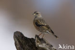 Alpine Accentor (Prunella collaris)