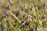 Few-flowered Spike-rushe (Eleocharis quinqueflora)