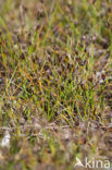 Few-flowered Spike-rushe (Eleocharis quinqueflora)