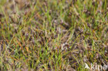 Few-flowered Spike-rushe (Eleocharis quinqueflora)