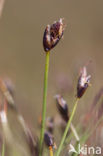 Few-flowered Spike-rushe (Eleocharis quinqueflora)