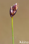 Few-flowered Spike-rushe (Eleocharis quinqueflora)