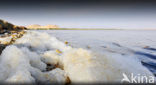 Bahariya Oasis