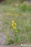 wand mullein (Verbascum virgatum)