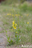 Beklierd mottenkruid (Verbascum virgatum)