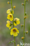 Beklierd mottenkruid (Verbascum virgatum)