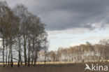 Birch (Betula)