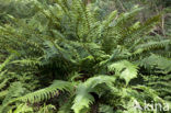 Beschubde mannetjesvaren (Dryopteris pseudomas)