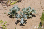 Sea-holly (Eryngium maritimum)