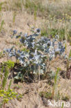 Blauwe zeedistel (Eryngium maritimum)