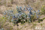 Sea-holly (Eryngium maritimum)