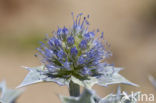 Blauwe zeedistel (Eryngium maritimum)