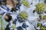 Blauwe zeedistel (Eryngium maritimum)