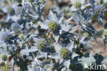 Sea-holly (Eryngium maritimum)