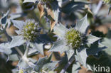 Blauwe zeedistel (Eryngium maritimum)