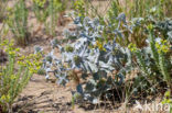 Sea-holly (Eryngium maritimum)