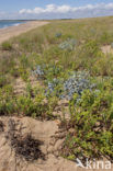 Blauwe zeedistel (Eryngium maritimum)