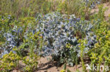 Sea-holly (Eryngium maritimum)