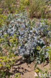 Blauwe zeedistel (Eryngium maritimum)