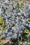 Blauwe zeedistel (Eryngium maritimum)