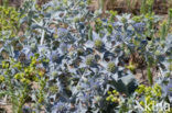 Sea-holly (Eryngium maritimum)