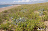 Blauwe zeedistel (Eryngium maritimum)