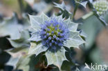 Sea-holly (Eryngium maritimum)