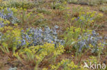 Sea-holly (Eryngium maritimum)