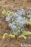 Sea-holly (Eryngium maritimum)