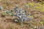 Blauwe zeedistel (Eryngium maritimum)