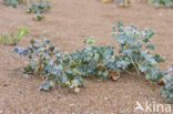 Sea-holly (Eryngium maritimum)