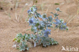 Sea-holly (Eryngium maritimum)