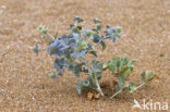 Blauwe zeedistel (Eryngium maritimum)