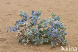 Sea-holly (Eryngium maritimum)