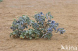 Sea-holly (Eryngium maritimum)