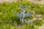 Sea-holly (Eryngium maritimum)