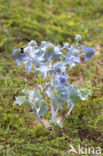 Blauwe zeedistel (Eryngium maritimum)