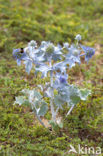 Sea-holly (Eryngium maritimum)