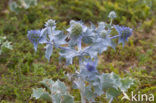 Blauwe zeedistel (Eryngium maritimum)