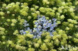 Sea-holly (Eryngium maritimum)