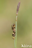 Blauwe zegge (Carex panicea)