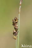 Blauwe zegge (Carex panicea)