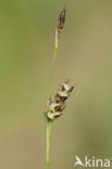 Blauwe zegge (Carex panicea)